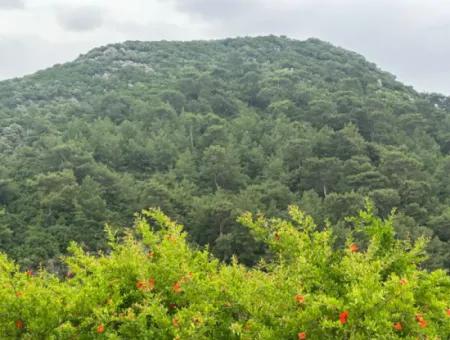 6.250 M² Gepflegter Schnäppchen-Granatapfelgarten Zum Verkauf In Dalyan, Muğla