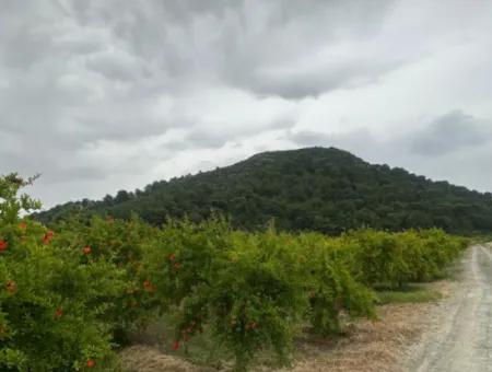 6.250 M² Gepflegter Schnäppchen-Granatapfelgarten Zum Verkauf In Dalyan, Muğla