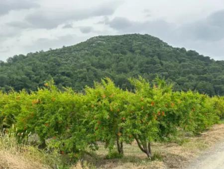 6.250 M² Gepflegter Schnäppchen-Granatapfelgarten Zum Verkauf In Dalyan, Muğla