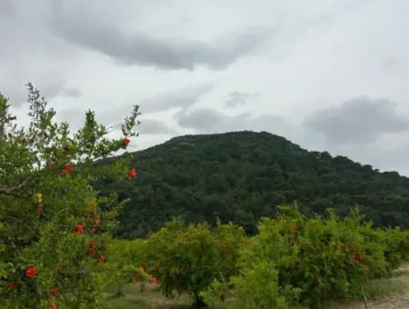 6.250 M² Gepflegter Schnäppchen-Granatapfelgarten Zum Verkauf In Dalyan, Muğla