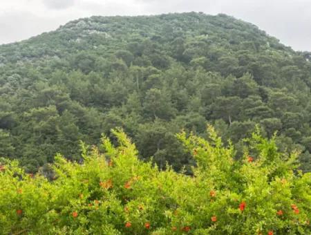 6.250 M² Gepflegter Schnäppchen-Granatapfelgarten Zum Verkauf In Dalyan, Muğla