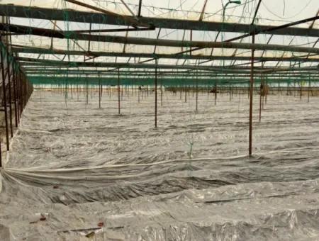 Einfamilienhaus Und Gewächshaus Zum Verkauf Auf Einem 5200 M2 Großen Feld In Ortaca Eskiköy
