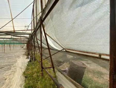 Einfamilienhaus Und Gewächshaus Zum Verkauf Auf Einem 5200 M2 Großen Feld In Ortaca Eskiköy