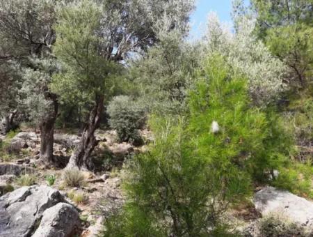 Das Besitzrecht An 3 100 M2 Treasury Land In Muğla Ortaca Dalyan Gökbel Wird Übertragen