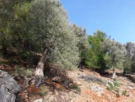 Das Besitzrecht An 3 100 M2 Treasury Land In Muğla Ortaca Dalyan Gökbel Wird Übertragen