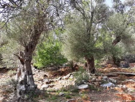 Das Besitzrecht An 3 100 M2 Treasury Land In Muğla Ortaca Dalyan Gökbel Wird Übertragen