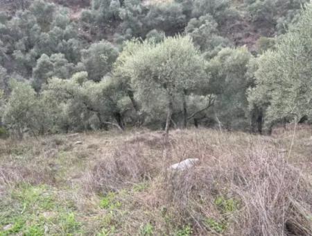 1.025 M2 Qualifiziertes Olivenhain-Land In Muğla Milas Çakıralan Steht Zum Verkauf
