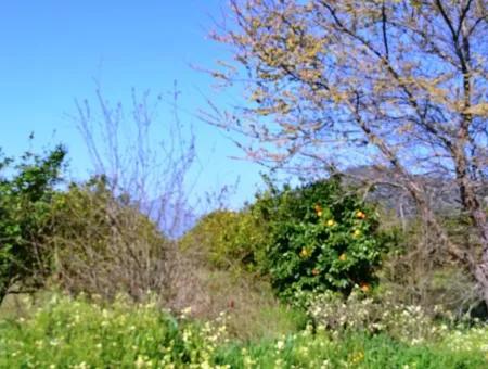 Zitrone Garten Zu Verkaufen Schnäppchen Ortaca