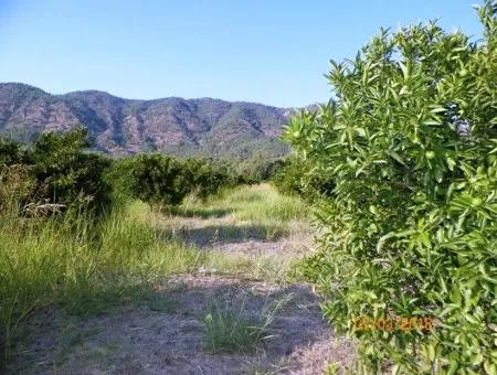 Zitrus Garten Zum Verkauf In Köyceğiz Dogusbelen Schnäppchen