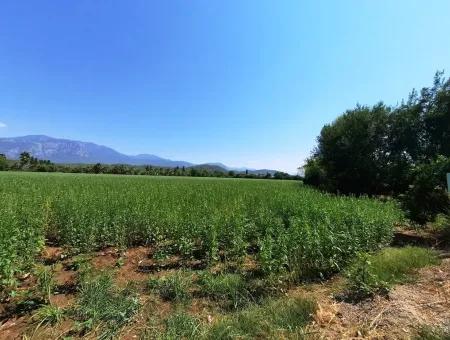 Effiziente Feld Zum Verkauf In Koycegiz