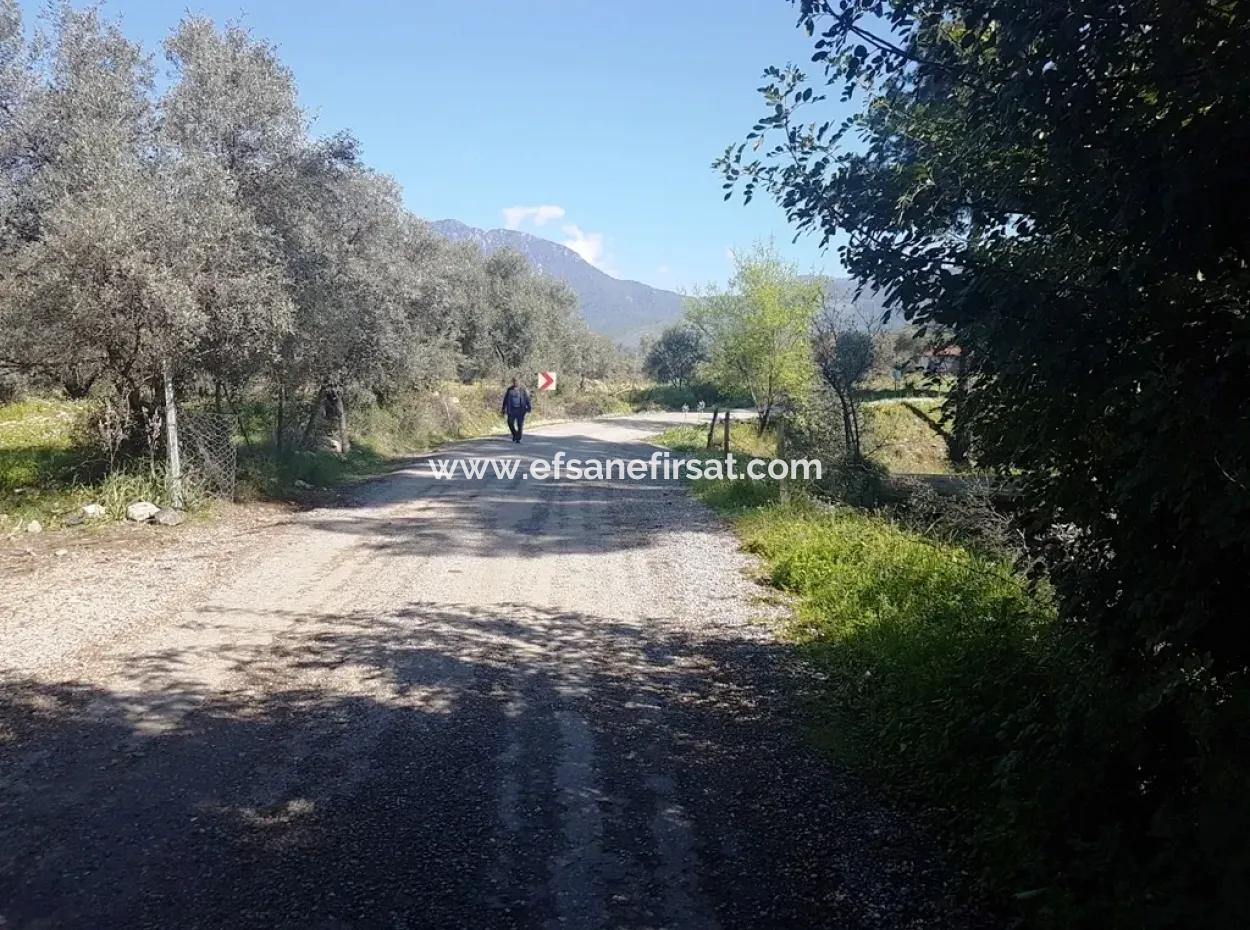 Land For Sale With Lake View In Köycegiz Zeytin Area