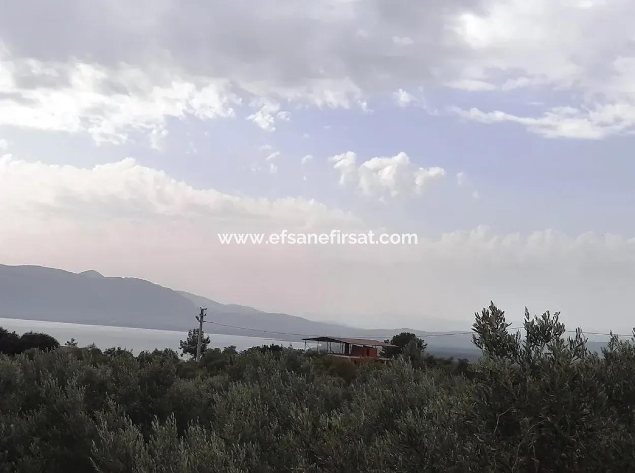 Land With Lake Views For Sale In Köyceeğiz Zeytin Area