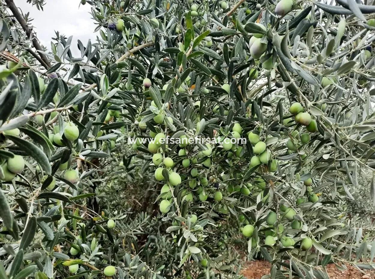 Land With Lake Views For Sale In Köyceeğiz Zeytin Area