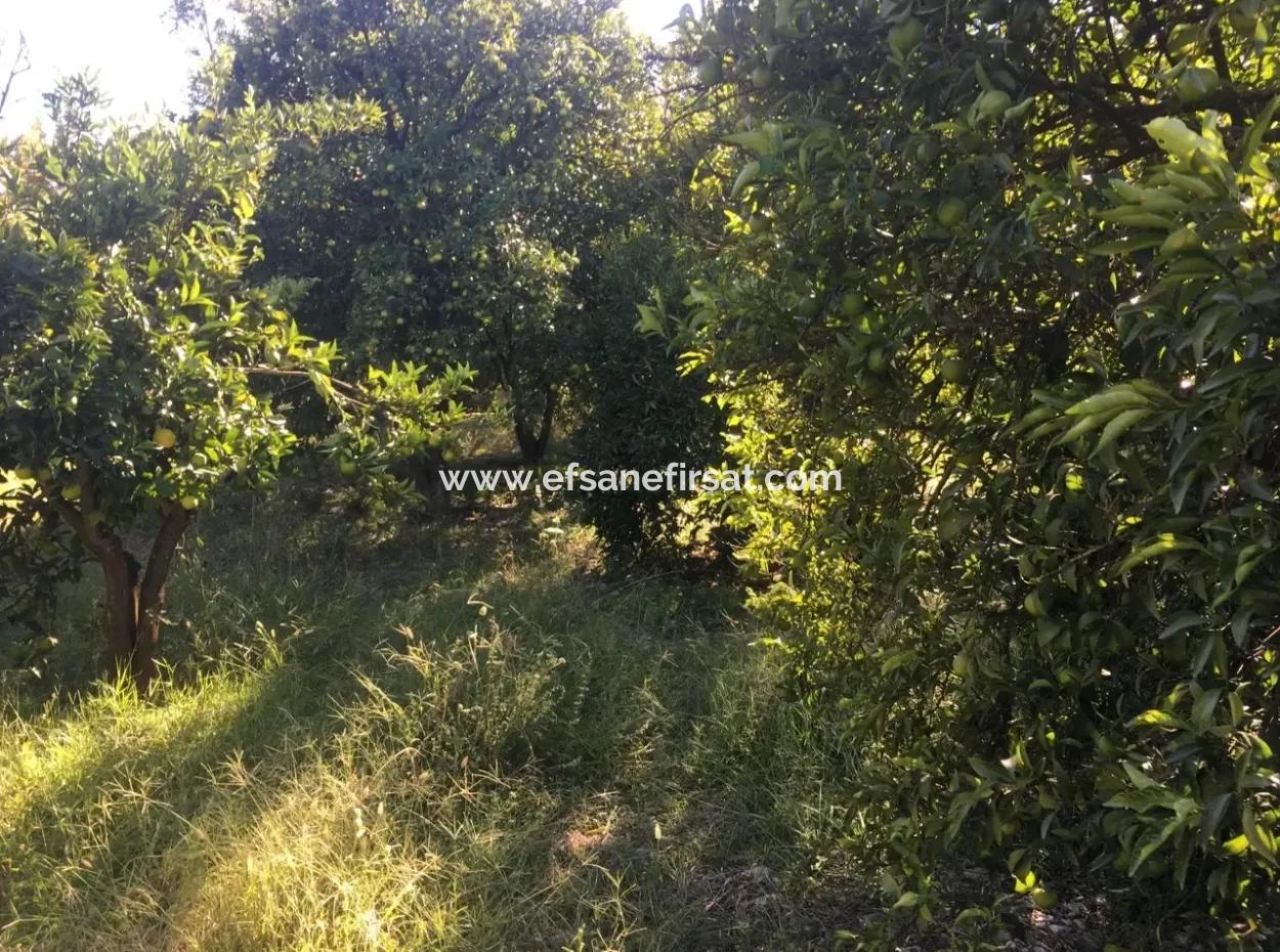 Land And Old Village House For Sale In Köyceeğiz Fire