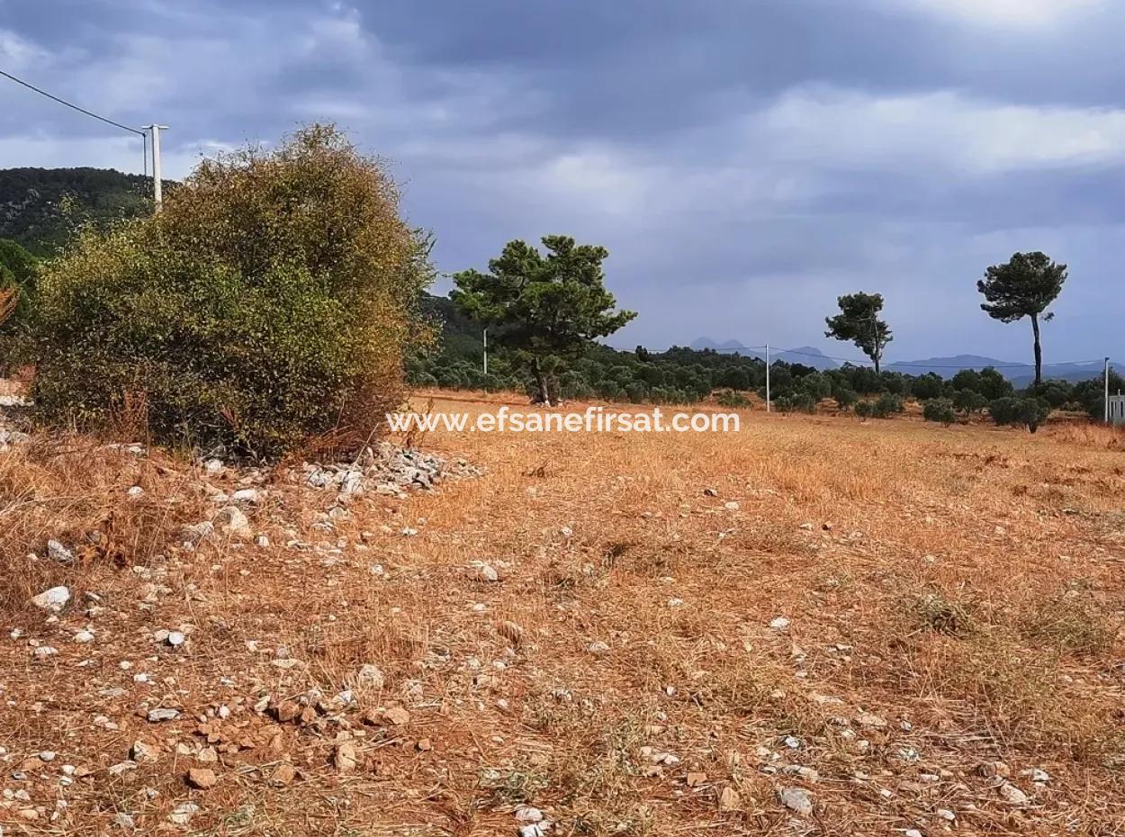 Detached Land With Lake Views For Sale In Köyceeğiz Zeytin Area