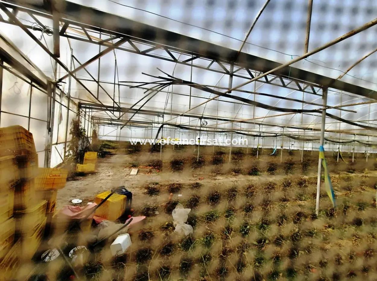 Denizli Çameli Yumrutaş Detached 4 000 M2 Greenhouse For Sale