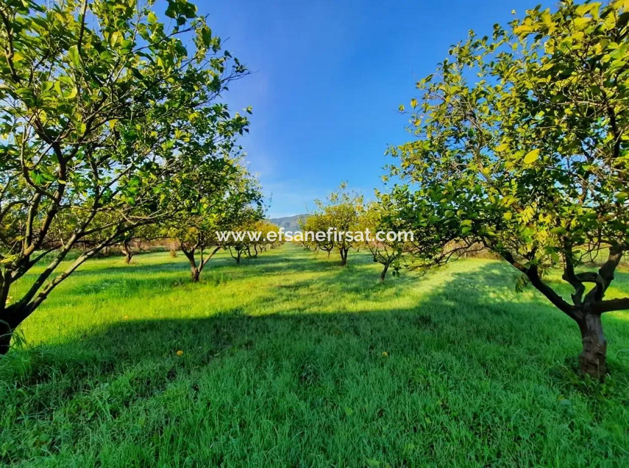 10 000 M2 Detached Lemon Garden For Sale In Ortaca Dalaklı