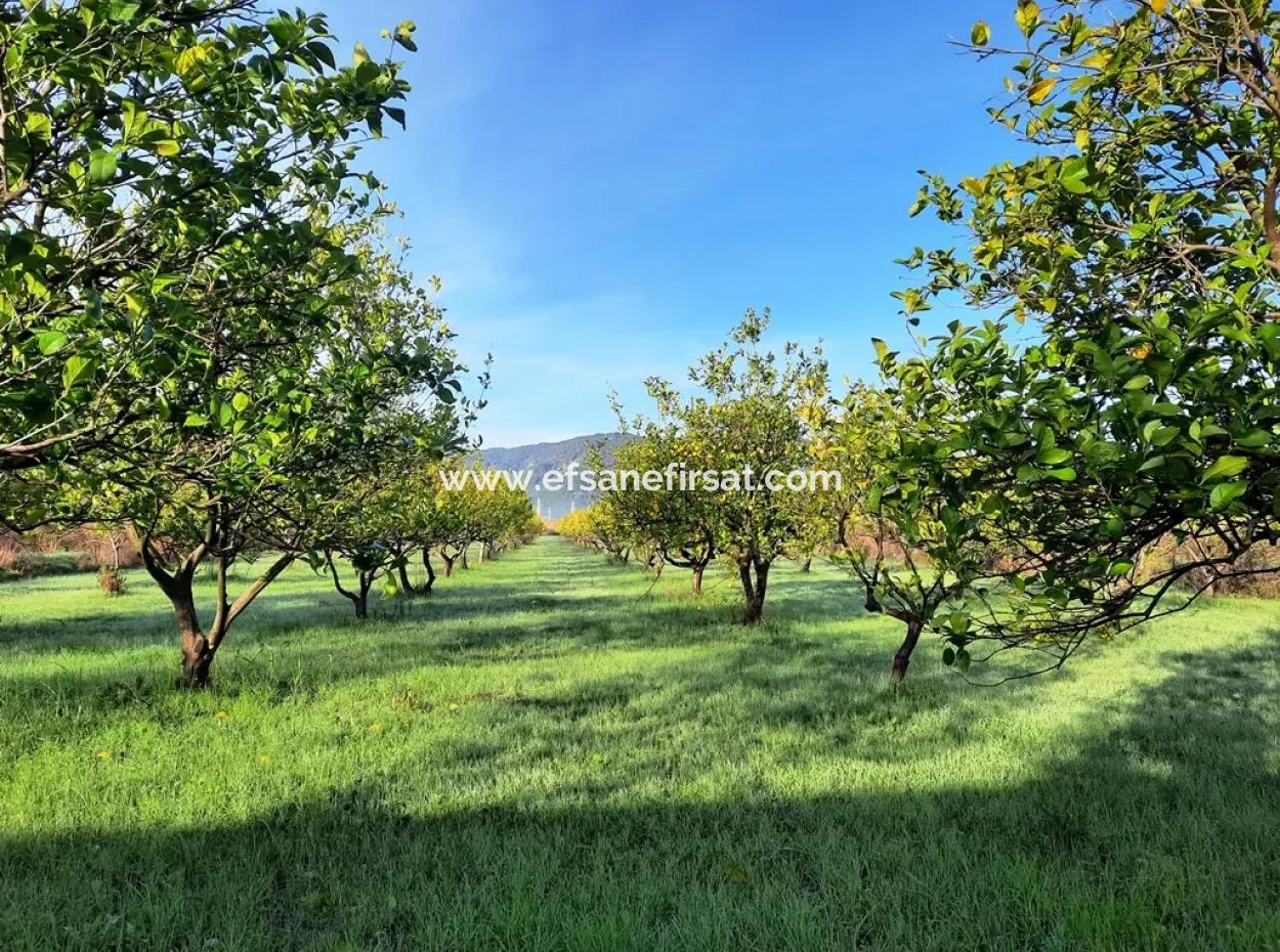 10 000 M2 Detached Lemon Garden For Sale In Ortaca Dalaklı