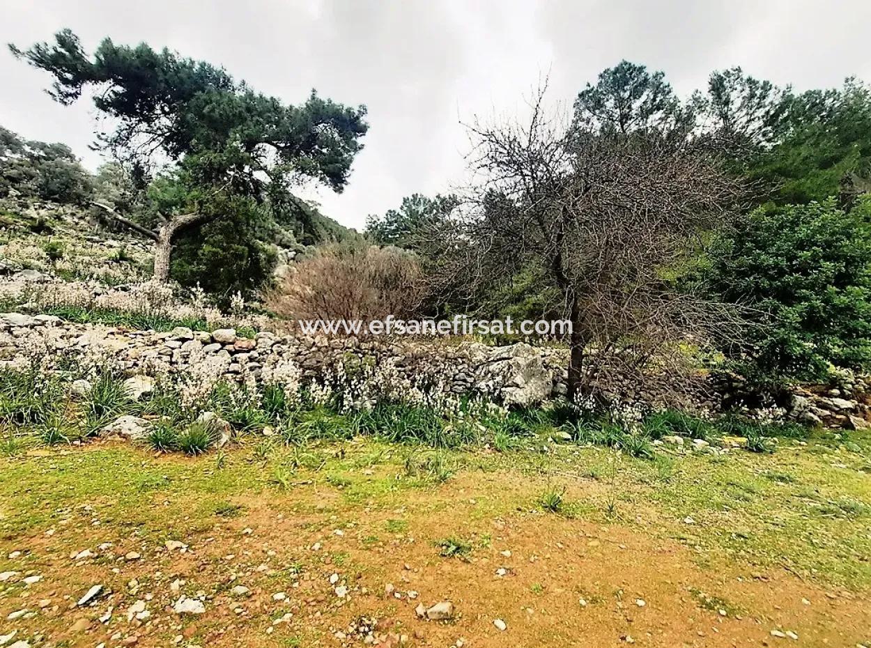 Dalyan Gökbel 13,100 M2 Field For Sale In Nature
