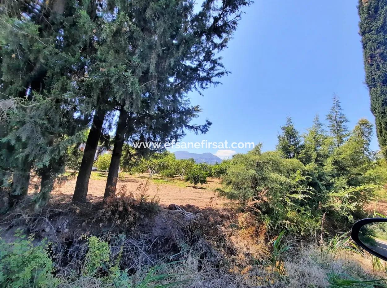 Citrus Garden Detached Land For Sale In Mugla Dalyan 3000 M2