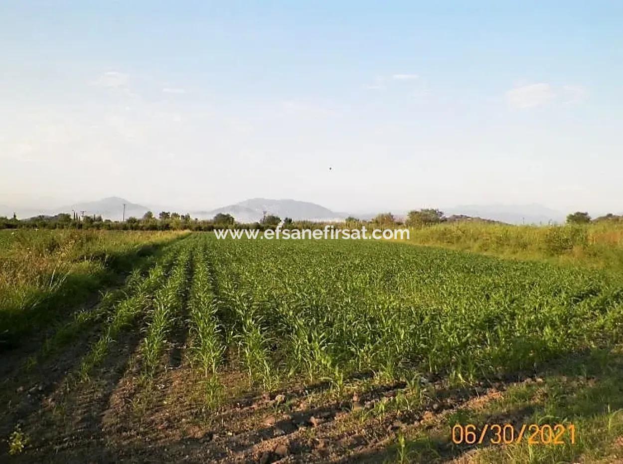 10 000 M2 Fertile Land For Sale In Mugla Ortaca Mergenli