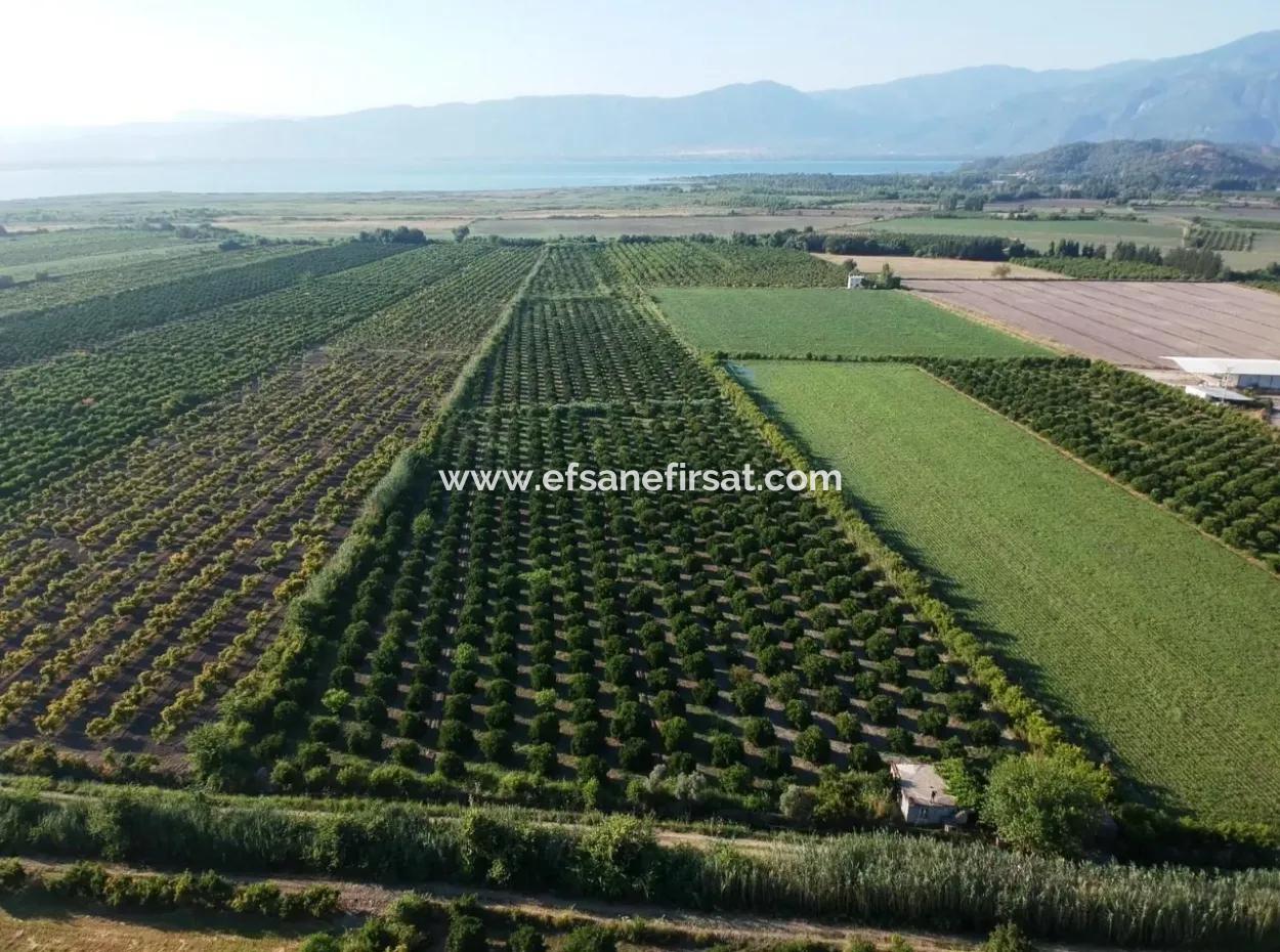 Oriya Tepearasi For Sale In Citrus Garden