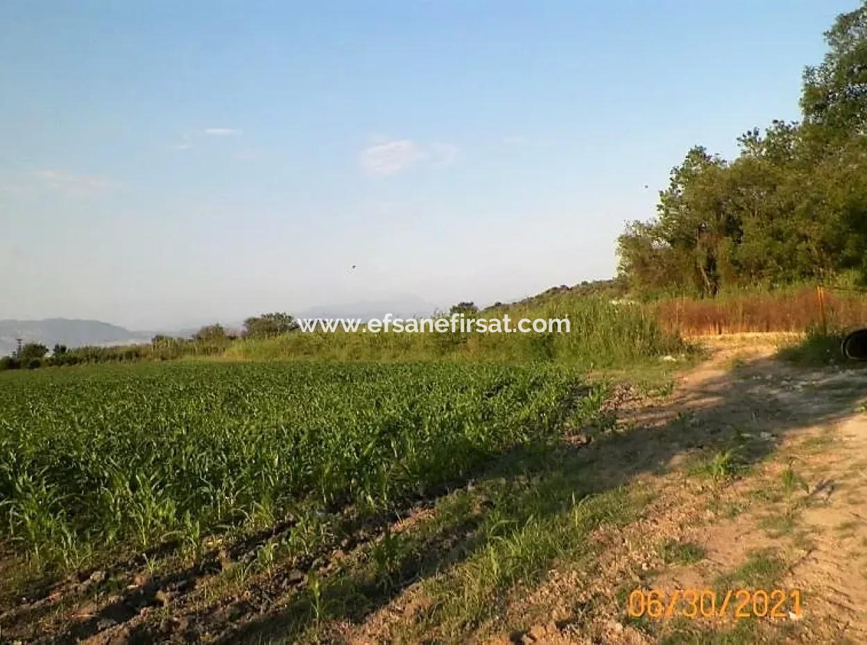 10 000 M2 Fertile Land For Sale In Mugla Ortaca Mergenli