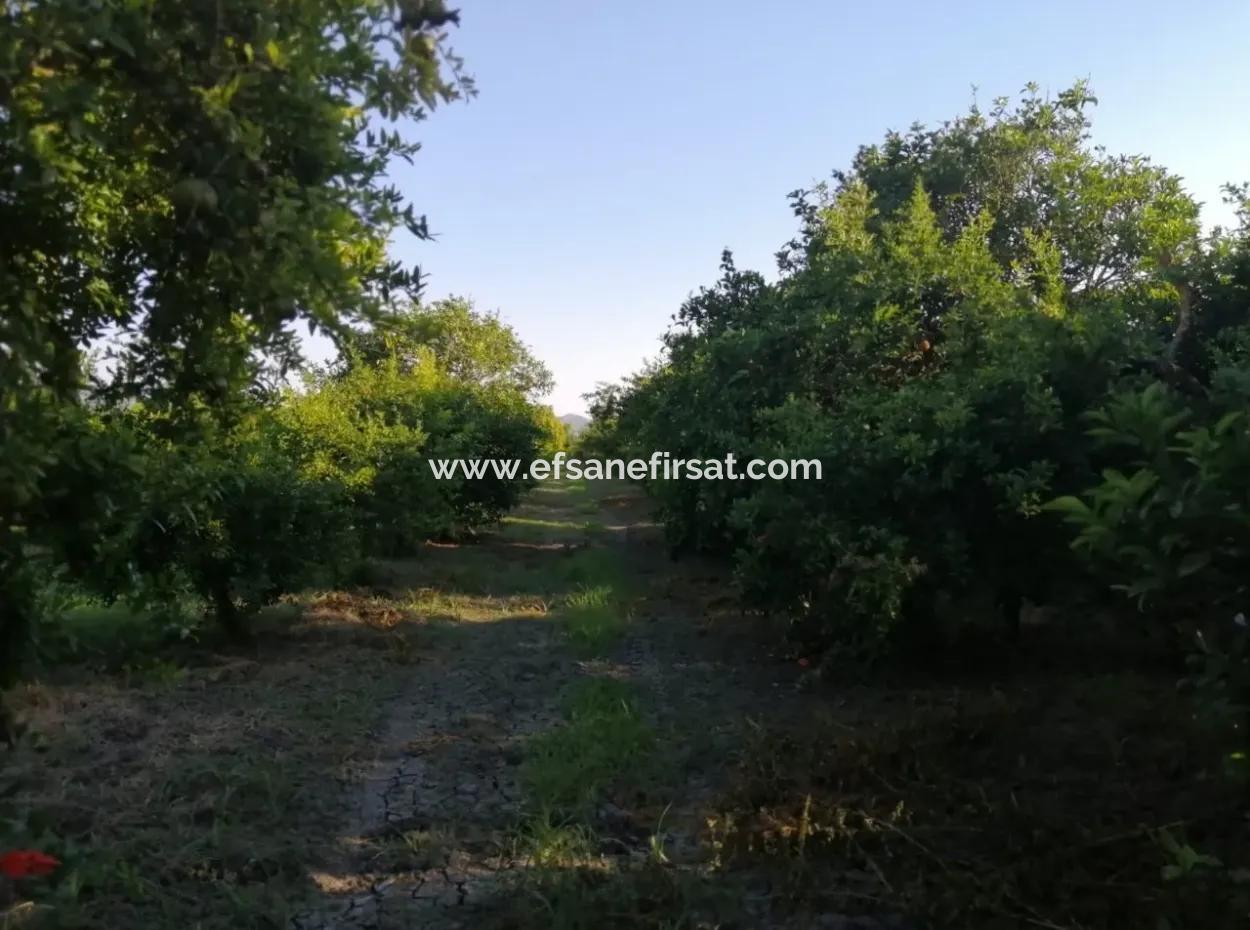 Garden For Sale In Oriya Tepearasi