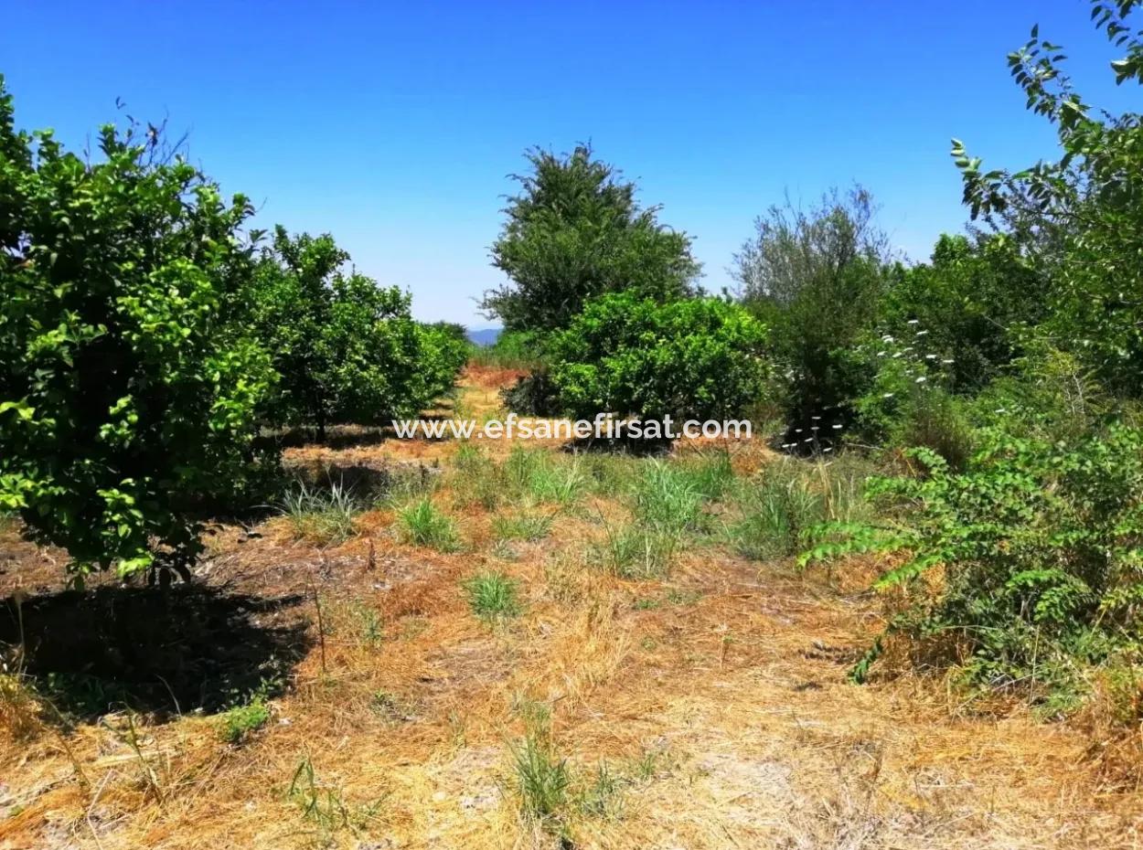 Lemon Garden For Sale Bargain Ortaca
