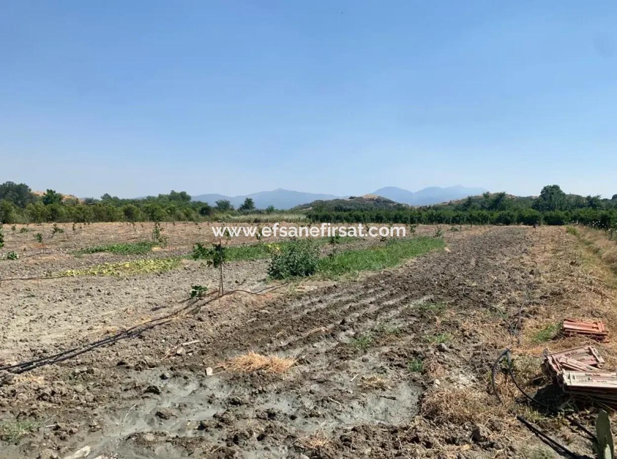 7300 M2 Lemon Field For Sale In Mugla Ortaca Tepearasi