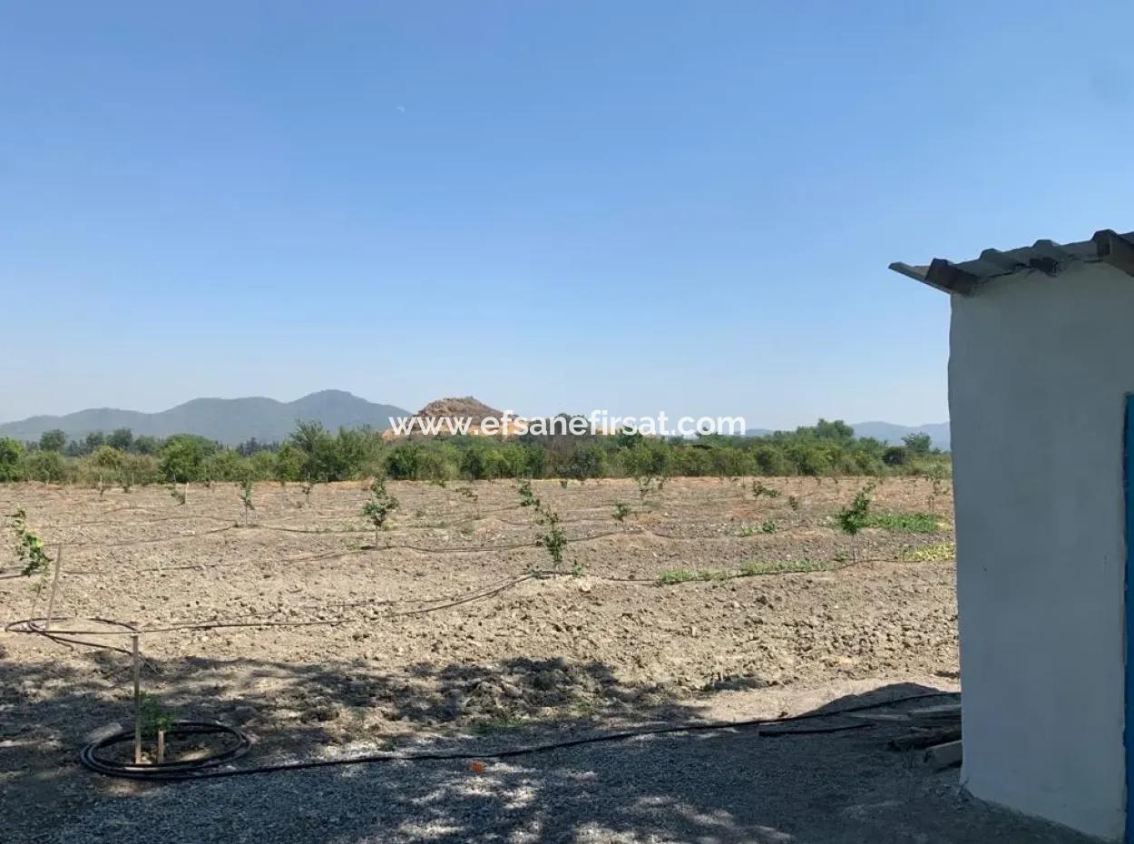 7300 M2 Lemon Field For Sale In Mugla Ortaca Tepearasi