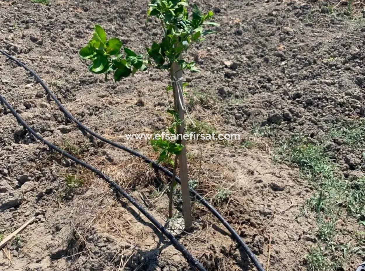 7300 M2 Lemon Field For Sale In Mugla Ortaca Tepearasi