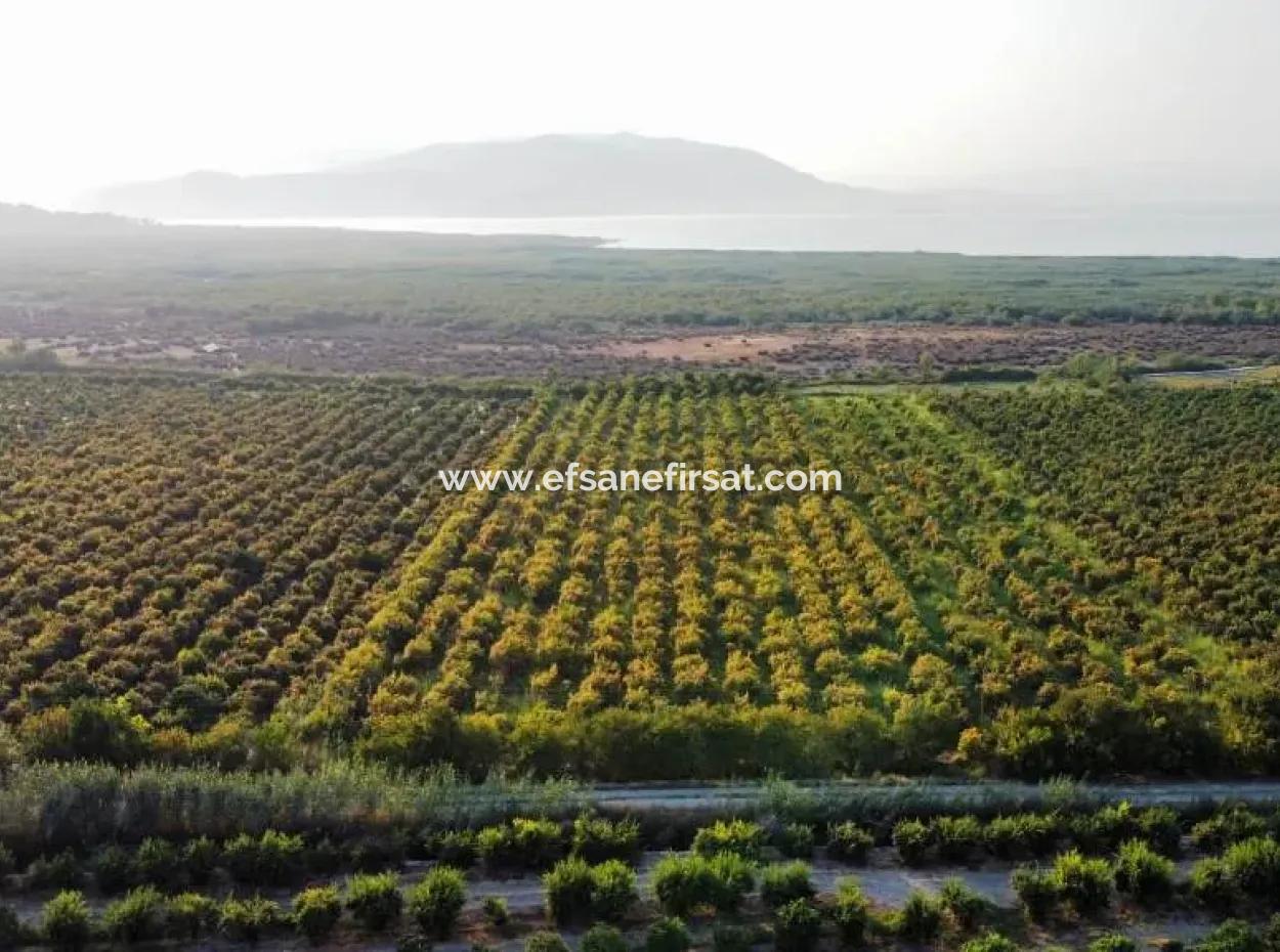 Mugla Ortaca Eskiköy 7767 M2 Pomegranate Garden For Sale