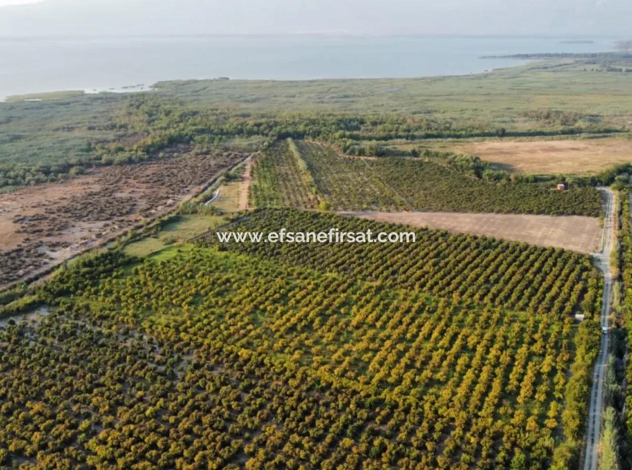 Pomegranate Garden For Sale In Mugla Ortaca Tepearasi