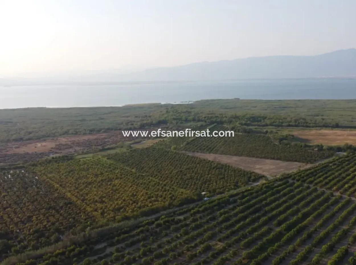 Pomegranate Garden For Sale In Mugla Ortaca Tepearasi