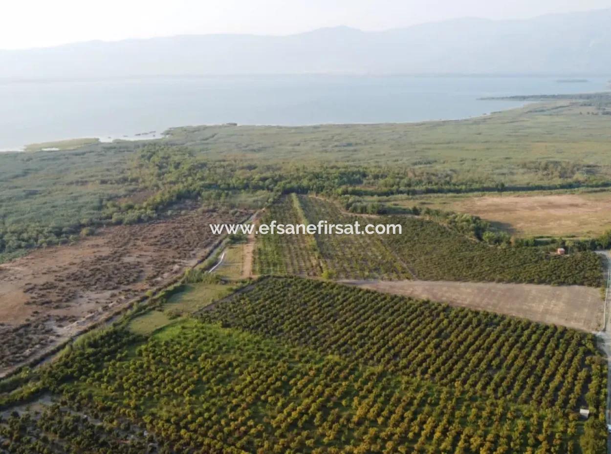 Pomegranate Garden For Sale In Mugla Ortaca Tepearasi