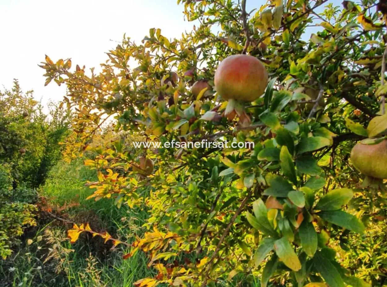 Pomegranate Garden For Sale In Mugla Ortaca Tepearasi