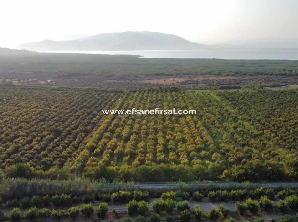 Pomegranate Garden For Sale In Mugla Ortaca Tepearasi
