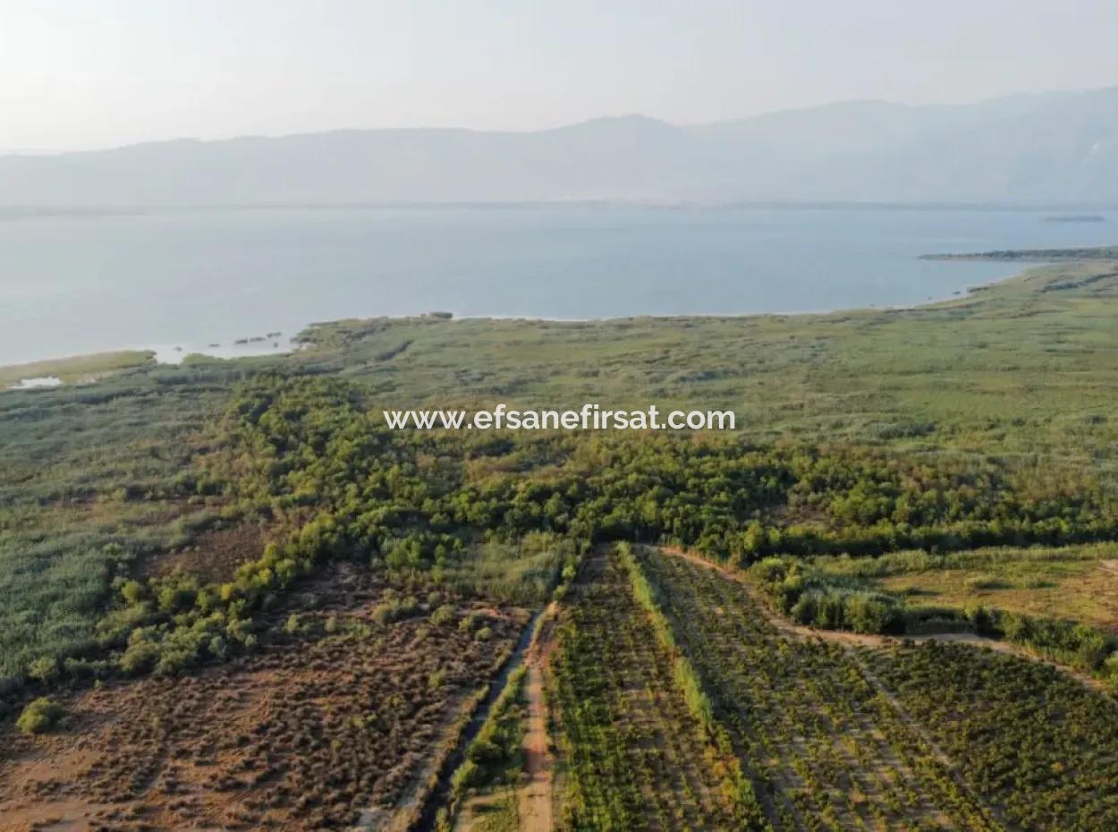Pomegranate Garden For Sale In Mugla Ortaca Tepearasi