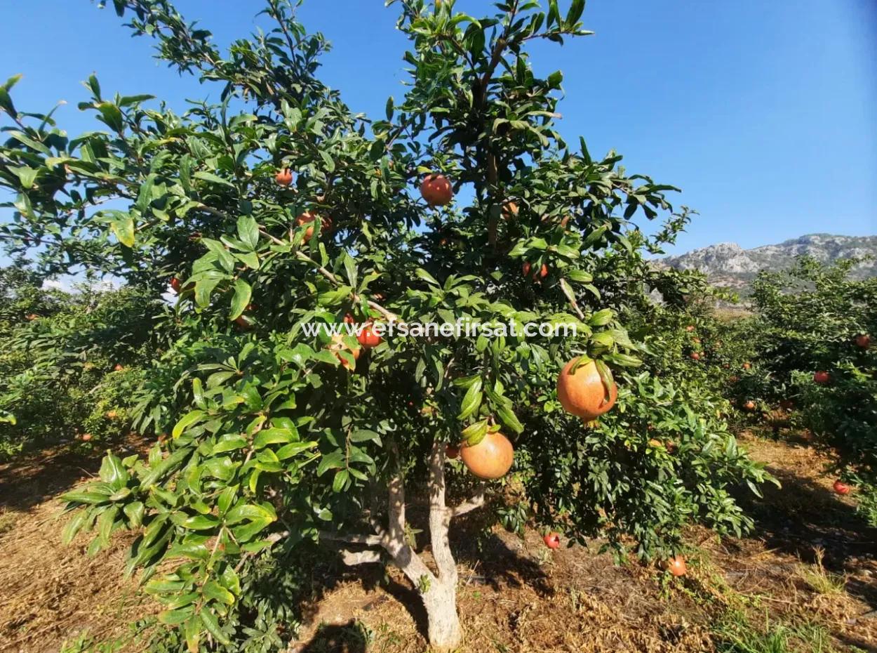 Mugla Ortaca Dalyan 7520 M2 Maniced Detached Pomegranate Garden For Sale