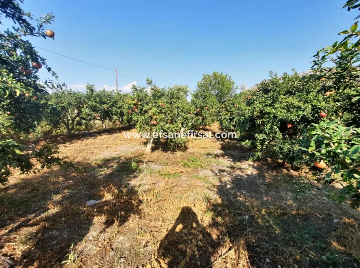 Mugla Ortaca Dalyan 7520 M2 Maniced Detached Pomegranate Garden For Sale