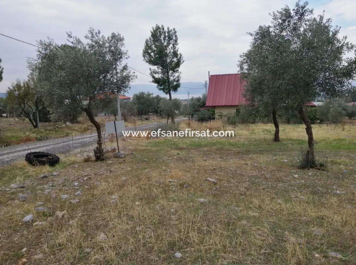 2788 M2 Field With Lake View For Sale In Mugla Köyceğiz Zeytinalanı