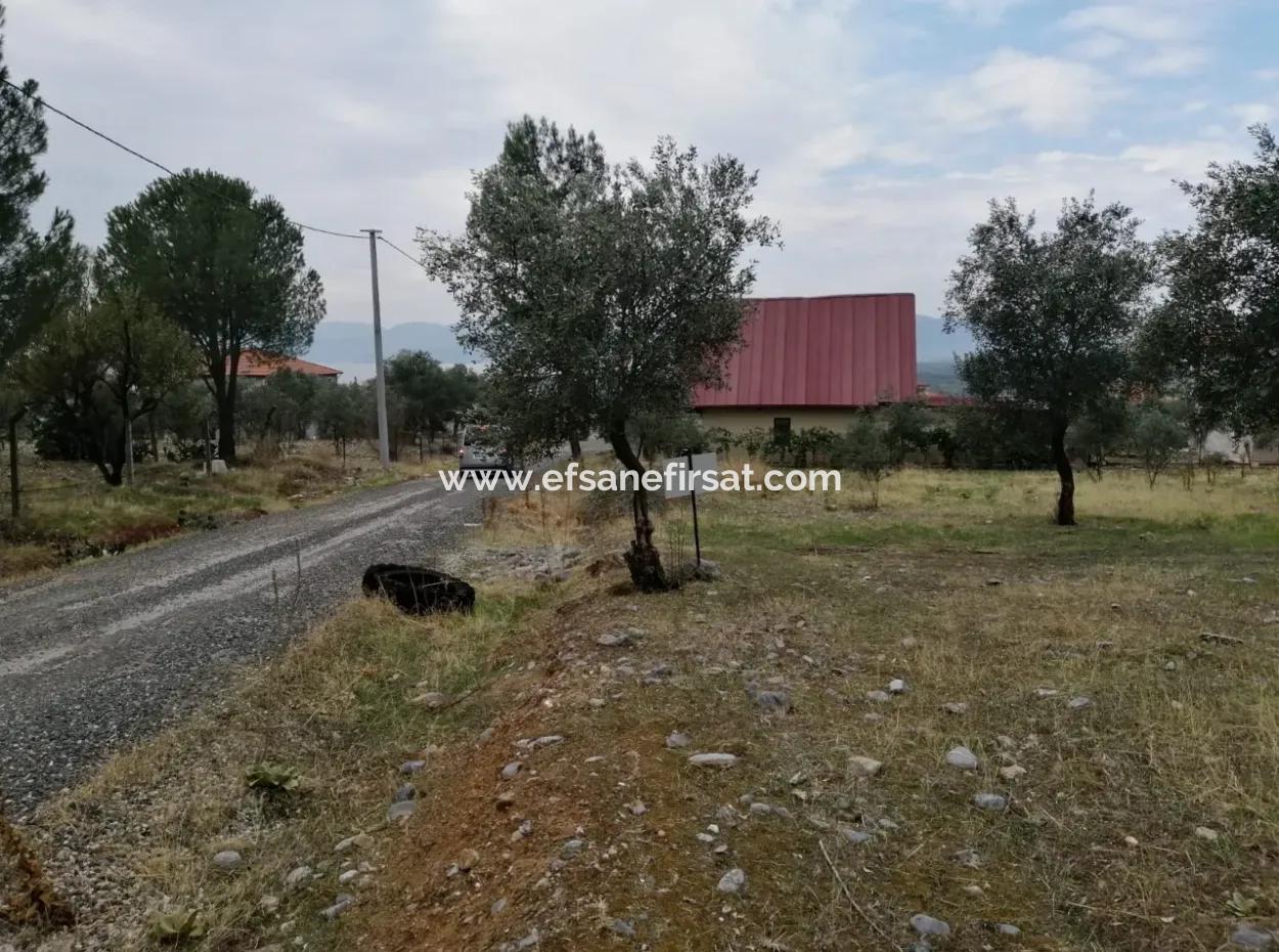 2788 M2 Field With Lake View For Sale In Mugla Köyceğiz Zeytinalanı