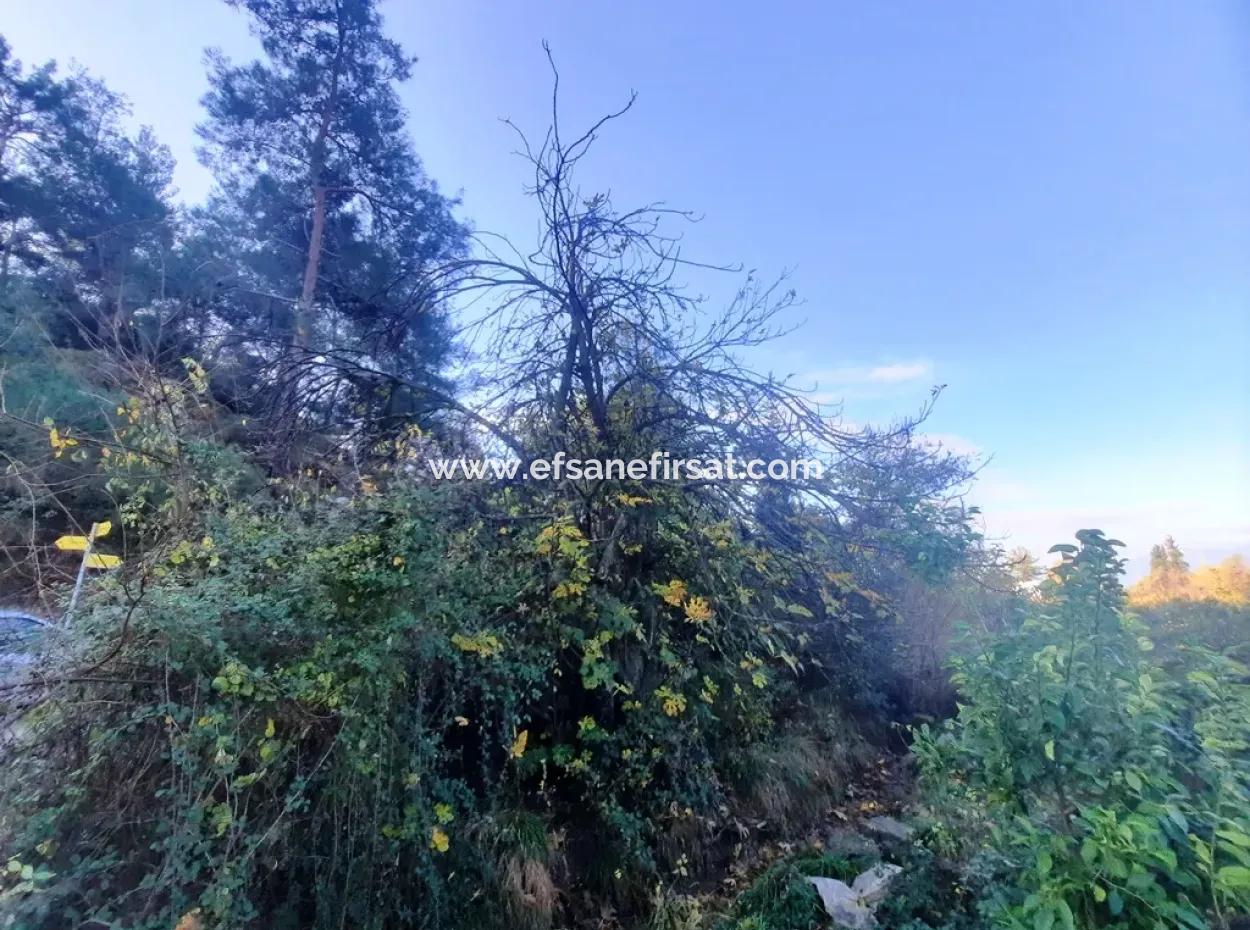 7320 M2 Bargain Lemon Garden For Sale In Ortaca Kemaliye