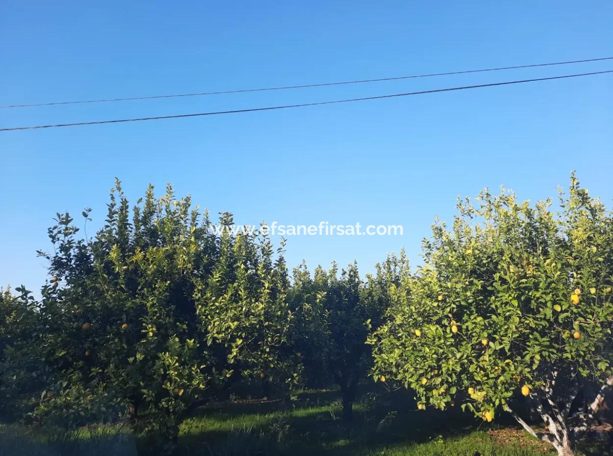 Mugla Ortaca Dalaklı 2000 M2 Land For Sale