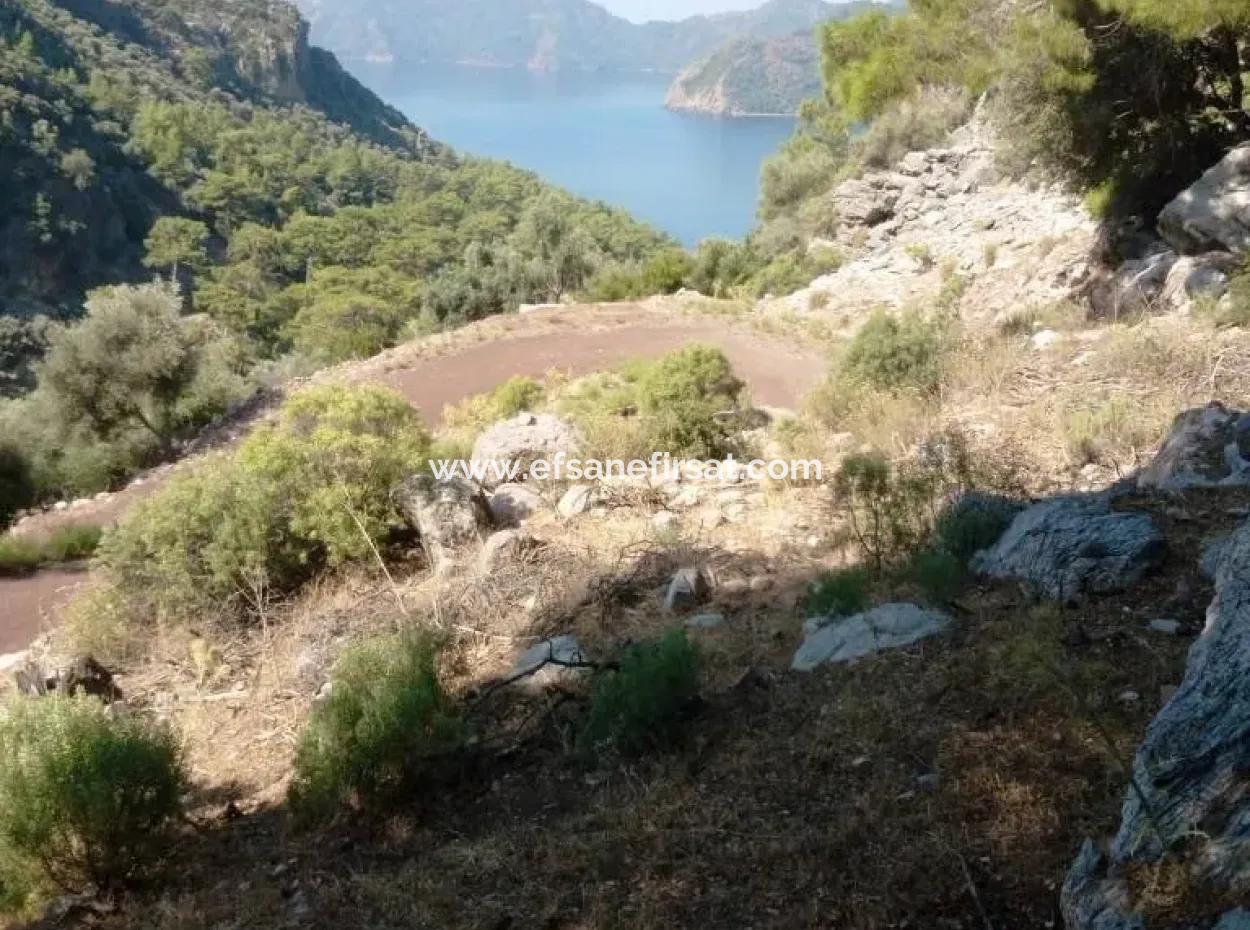 Olive Grove With Sea Views For Sale In Köyceğiz Ekincik