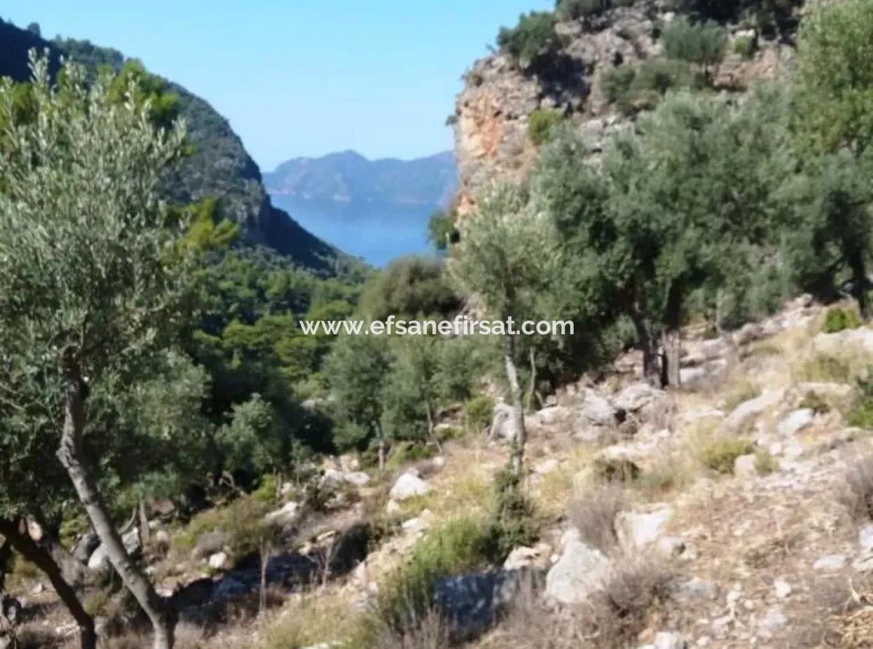Olive Grove With Sea Views For Sale In Köyceğiz Ekincik