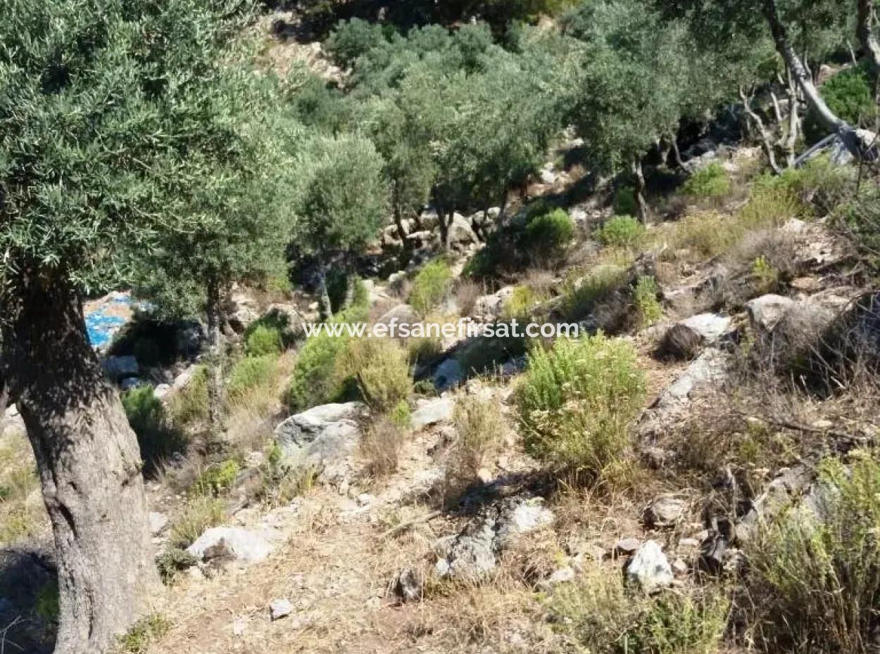 Olive Grove With Sea Views For Sale In Köyceğiz Ekincik