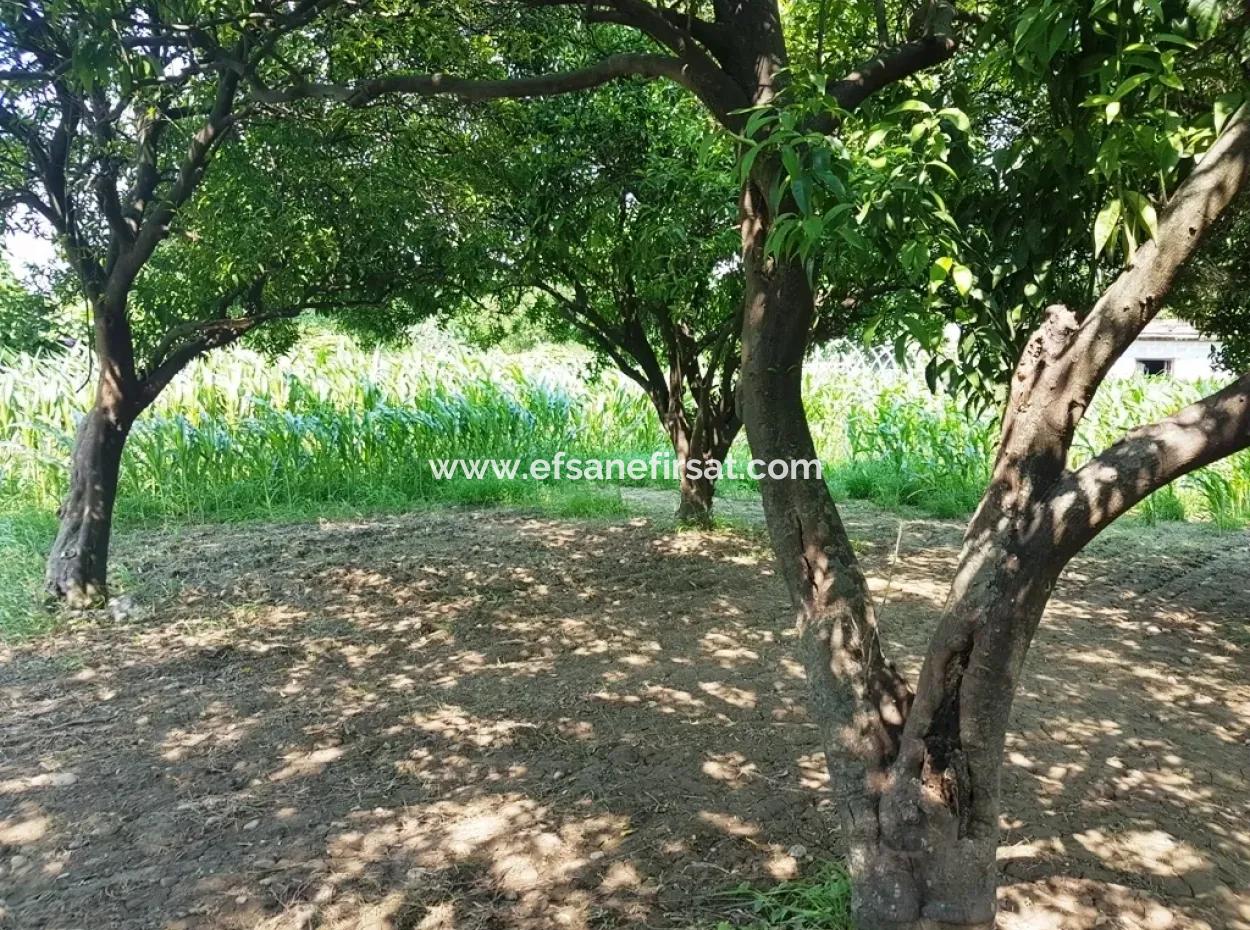 Dalaman Cheap Land For Sale In Investment, Appropriate Land