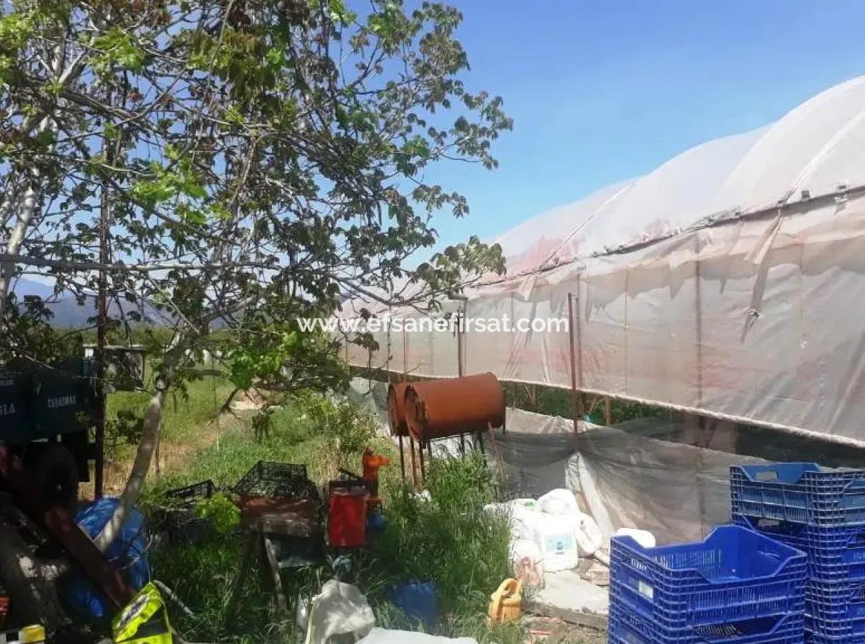 4,000 M2 Tunnel Greenhouse For Sale In Ortaca Dalaklı  
